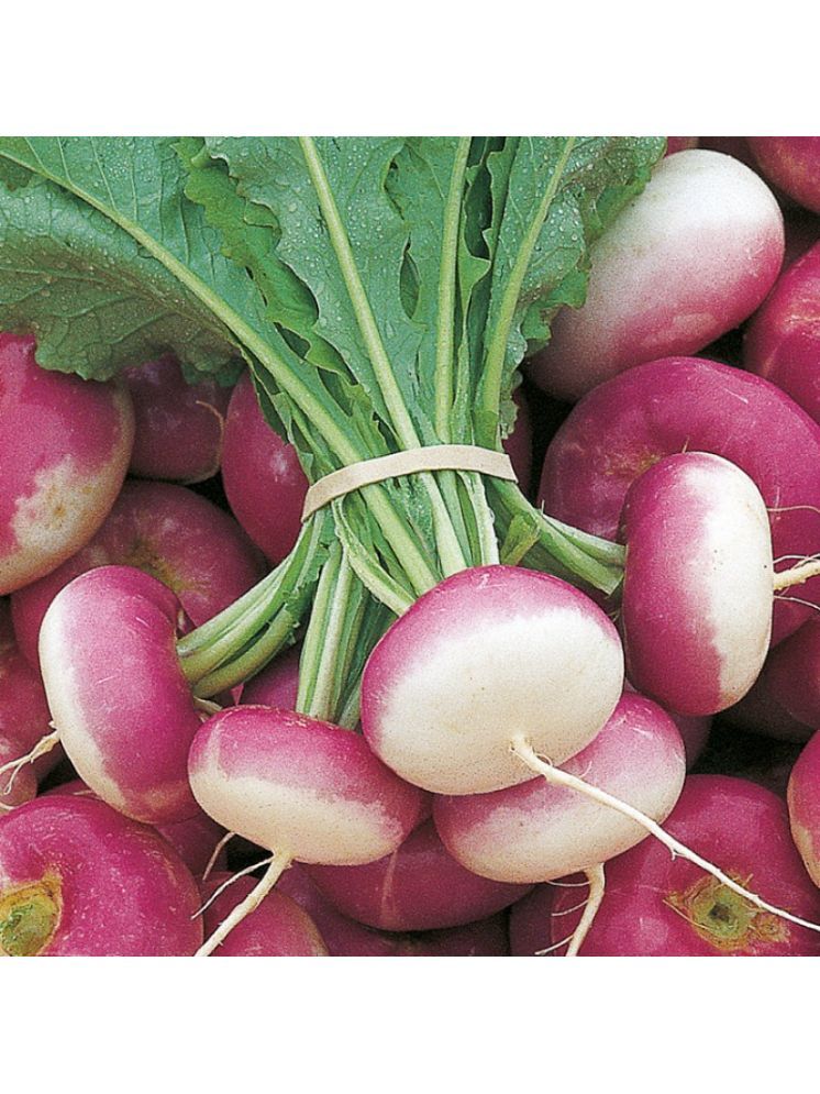     			LiveNature Organic Turnip Purple Top Vegetable ( 500 Seeds )