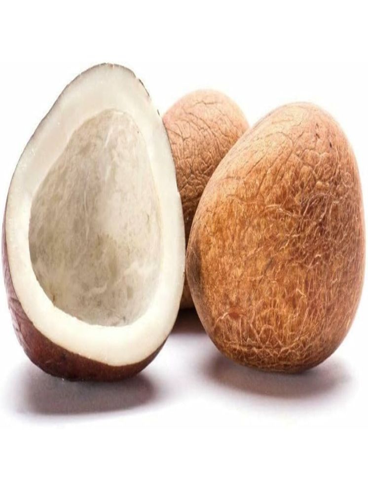     			Piyor Coconut (Nariyal) (Dry Coconut, Copra, Gola Coconut) 1 kg