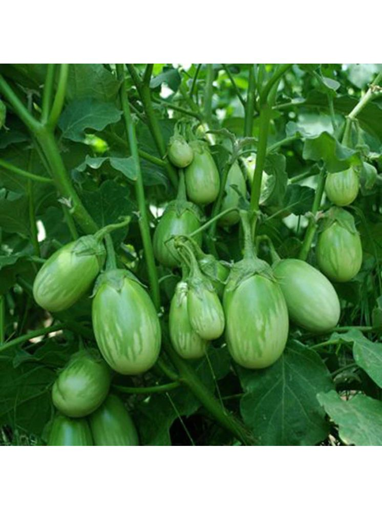     			PARTHVA SEEDS Organic Green Round Brinjal Vegetable ( 350 Seeds )