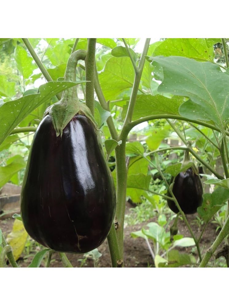     			Jignisha Seeds Black Brinjal Vegetable ( 50 Seeds )