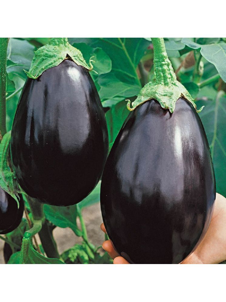     			Jignisha Seeds Black Brinjal Vegetable ( 50 Seeds )