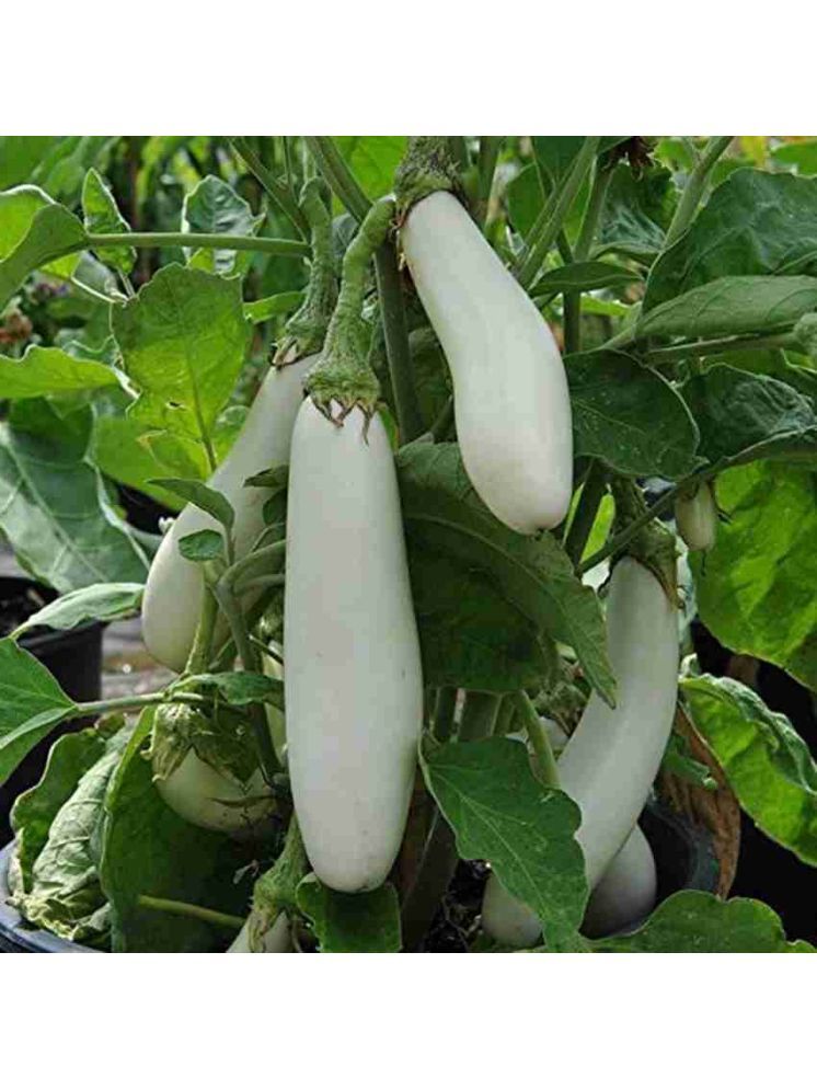     			Jignisha Seeds Hybrid Brinjal Vegetable ( 50 Seeds )