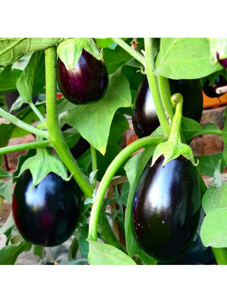     			Jignisha Seeds Hybrid Eggplant Vegetable ( 50 Seeds )