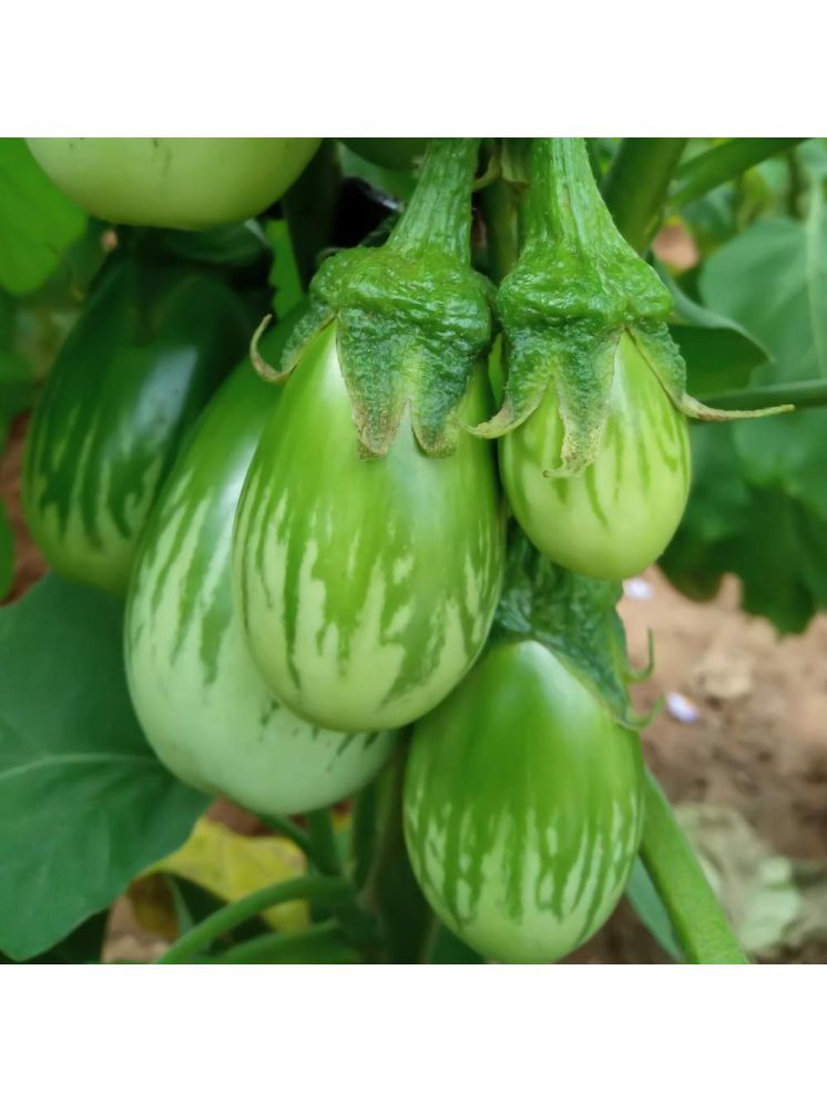     			Jignisha Seeds Hybrid Eggplant Vegetable ( 50 Seeds )