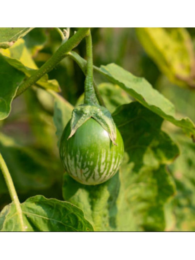     			Jignisha Seeds Hybrid Eggplant Vegetable ( 50 Seeds )