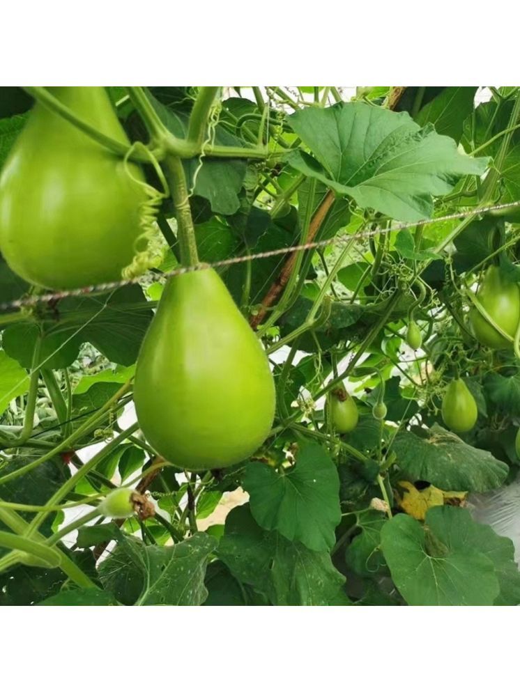     			Jignisha Seeds Hybrid Round Bottle Gourd Vegetable ( 20 Seeds )