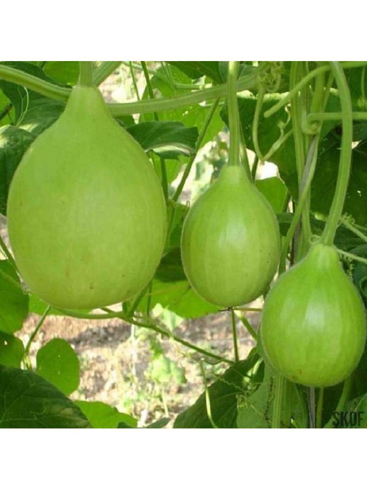     			Jignisha Seeds Hybrid Round Bottle Gourd Vegetable ( 20 Seeds )