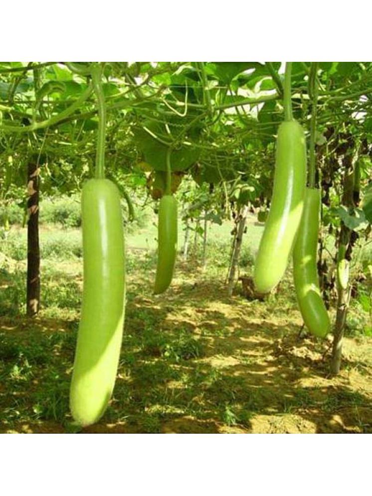     			Jignisha Seeds Organic Bottle Gourd Vegetable ( 20 Seeds )