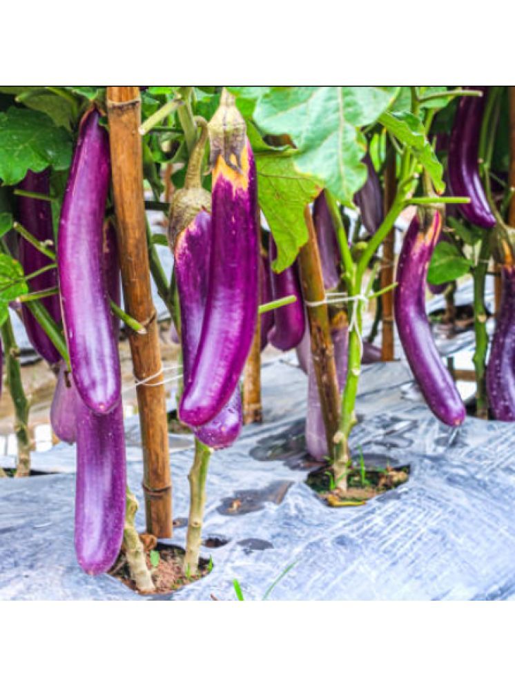     			Jignisha Seeds Organic Brinjal Vegetable ( 50 Seeds )