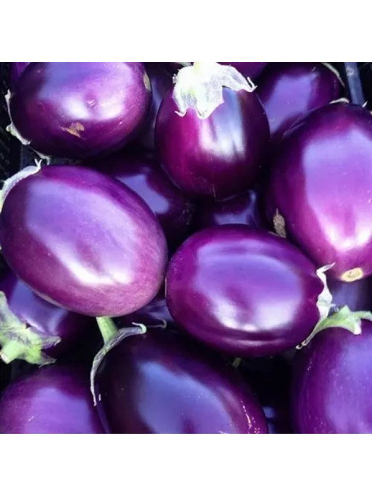     			Jignisha Seeds Organic Brinjal Vegetable ( 50 Seeds )