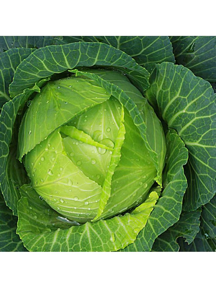     			PARTHVA SEEDS Cabbage Vegetable ( 400 Seeds )