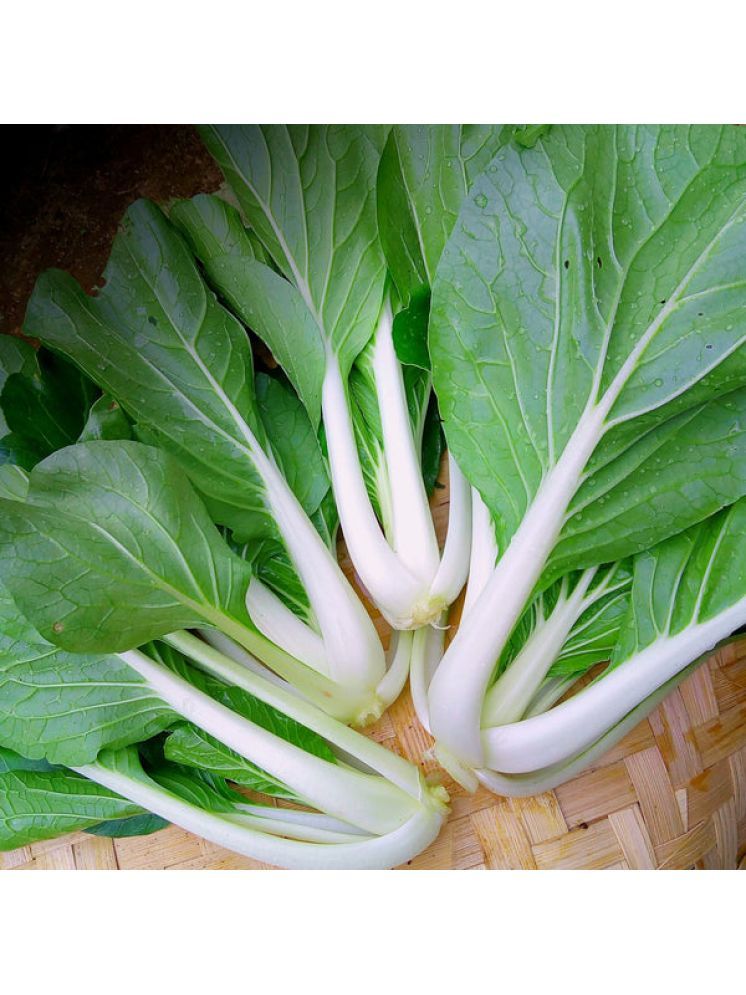     			Jignisha Seeds Organic Pak Choi Vegetable ( 100 Seeds )