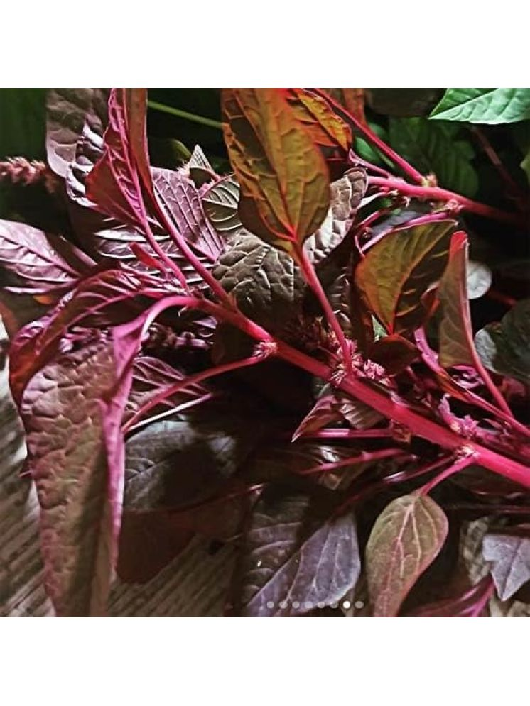     			Vedhahi Amaranth Vegetable ( 20 Seeds )