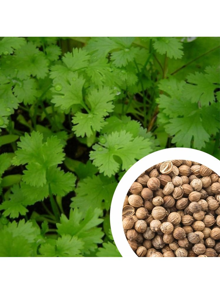     			Vedhahi Coriander Vegetable ( 200 Seeds )