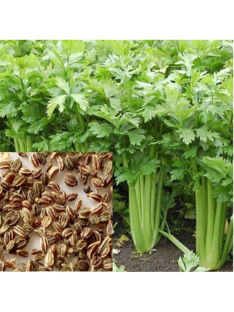     			Vedhahi Dhania Vegetable ( 200 Seeds )