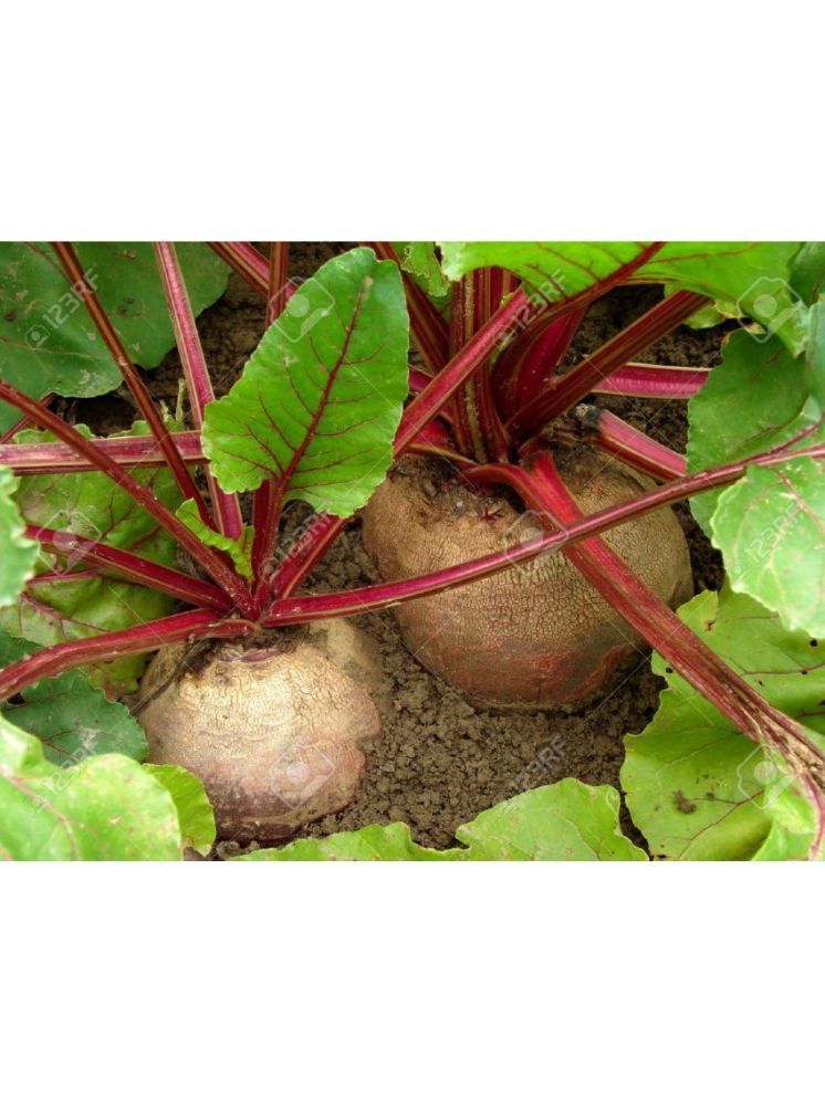     			Vedhahi Hybrid Beetroot Vegetable ( 20 Seeds )