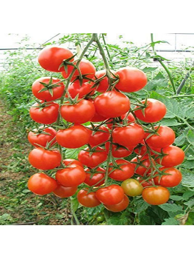     			Vedhahi Hybrid Tomato Vegetable ( 20 Seeds )