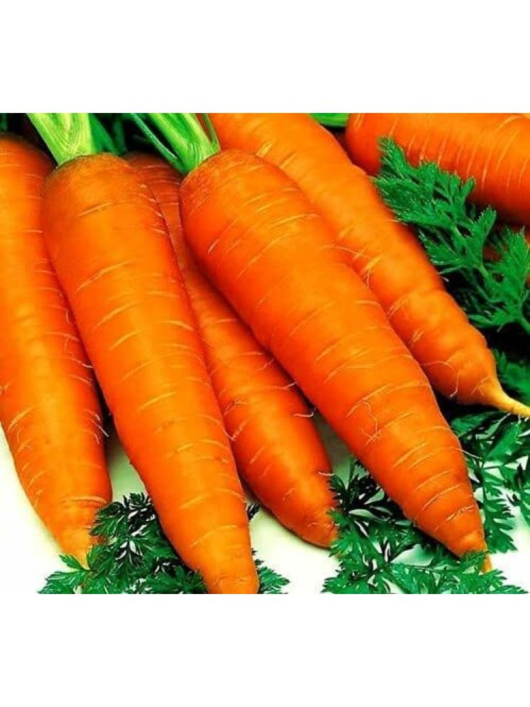     			Vedhahi Organic Carrot Vegetable ( 20 Seeds )