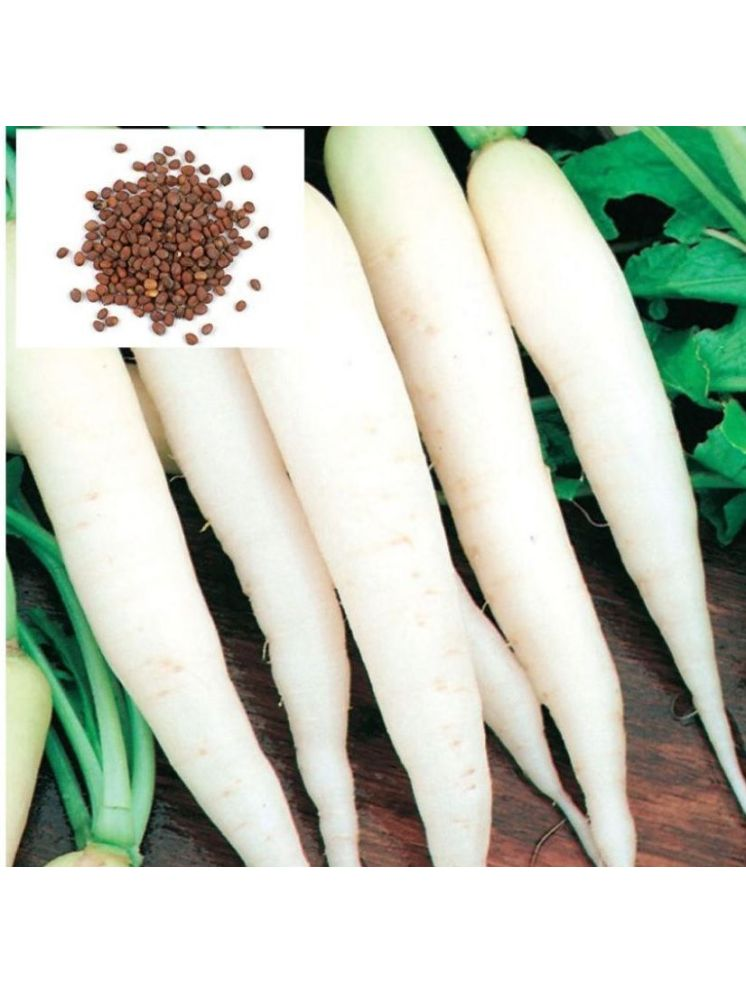     			Vedhahi Radish Vegetable ( 15 Seeds )