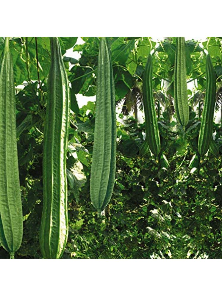     			Vedhahi Ridge Gourd (Toree) Vegetable ( 20 Seeds )