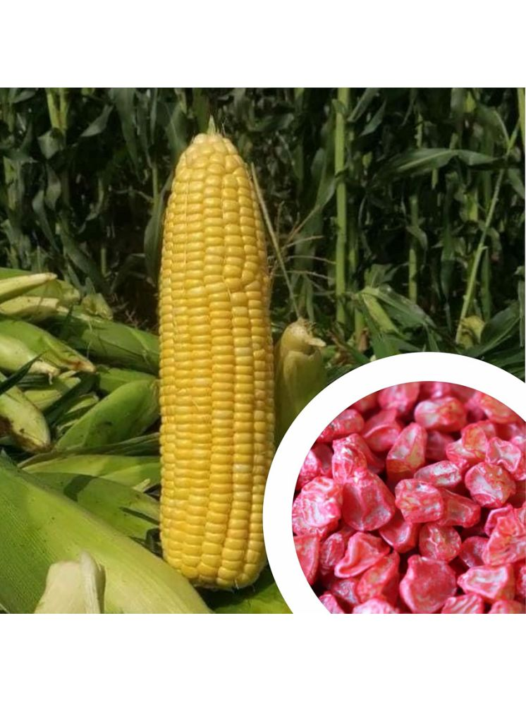     			Vedhahi Sweet Corn Vegetable ( 100 Seeds )