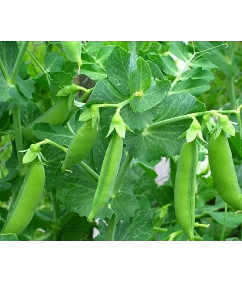     			Vedhahi Peas Vegetable ( 1000 Seeds )