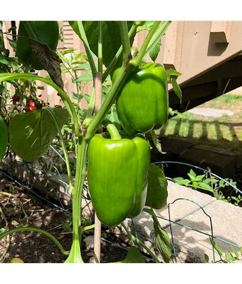     			Jignisha Seeds Capsicum Vegetable ( 50 Seeds )