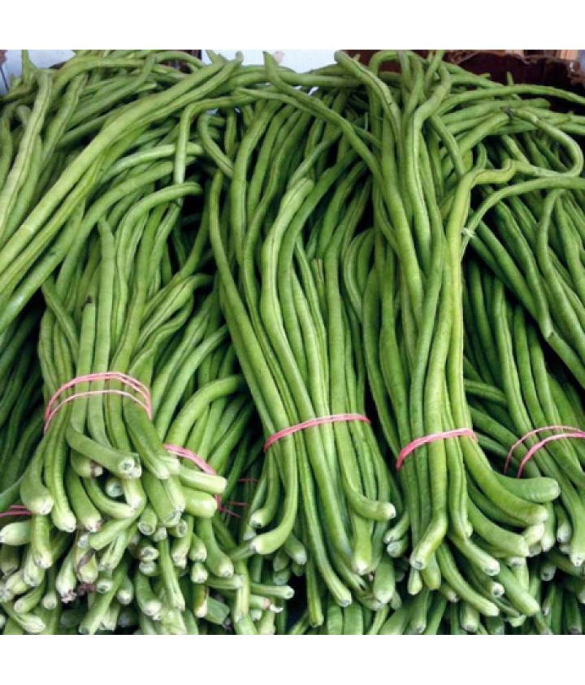     			Jignisha Seeds Hybrid Lobia Beans Vegetable ( 50 Seeds )