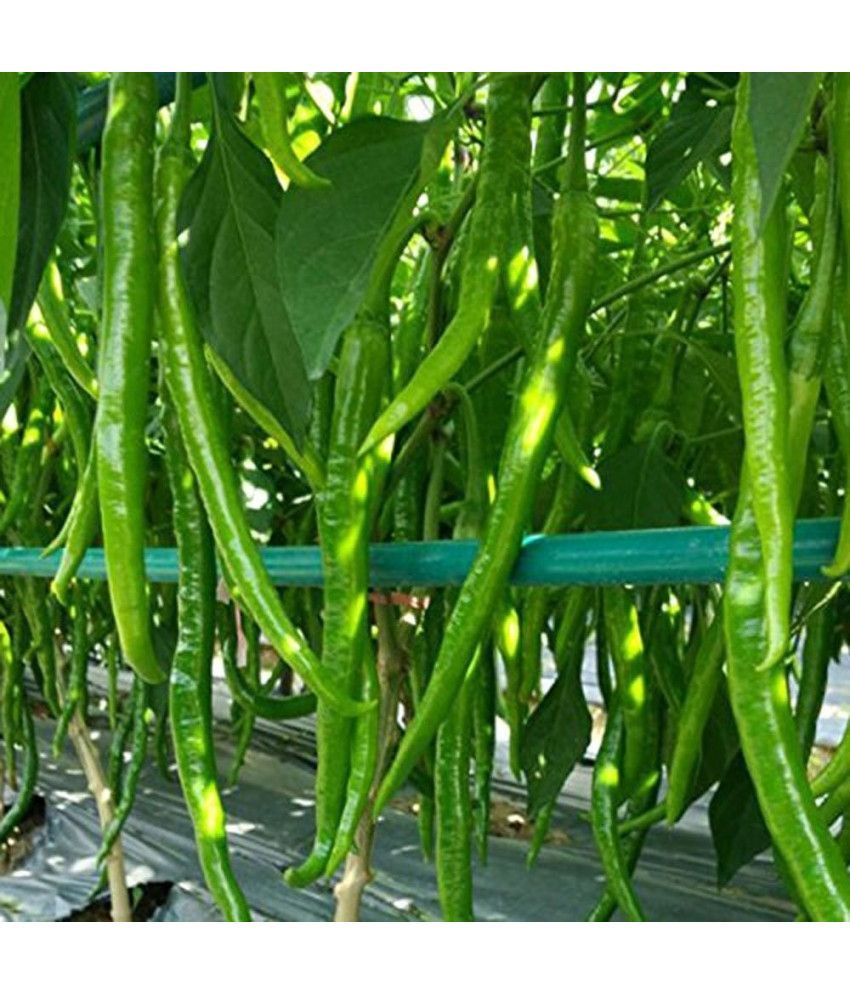     			Jignisha Seeds Hybrid Long Chilli Vegetable ( 50 Seeds )