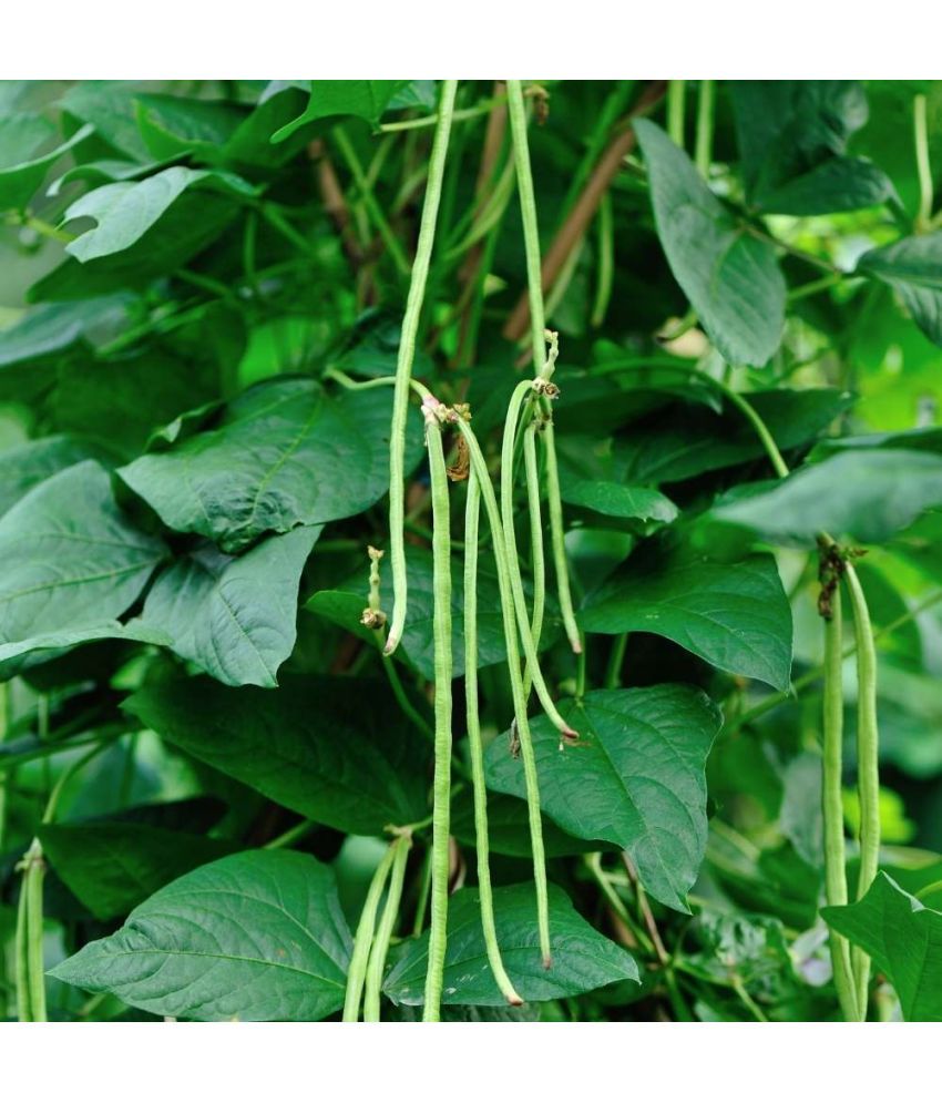     			Jignisha Seeds Organic Lobia Beans Vegetable ( 50 Seeds )