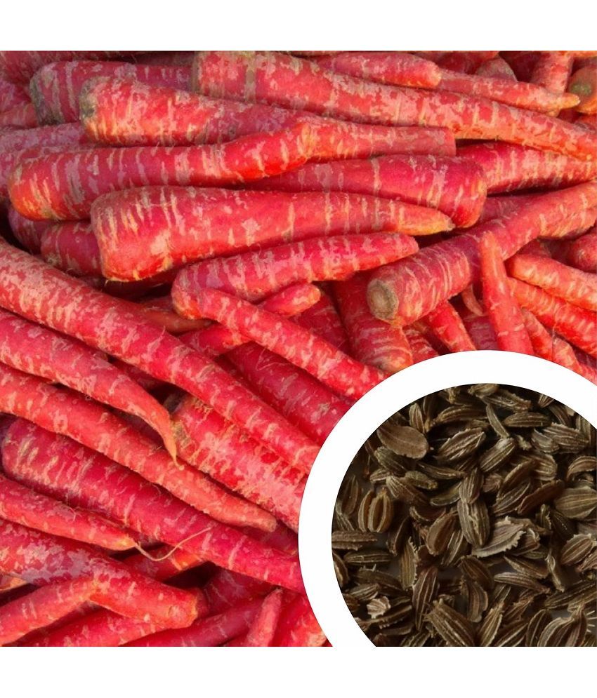     			Vedhahi Hybrid Red Carrot Vegetable ( 100 Seeds )