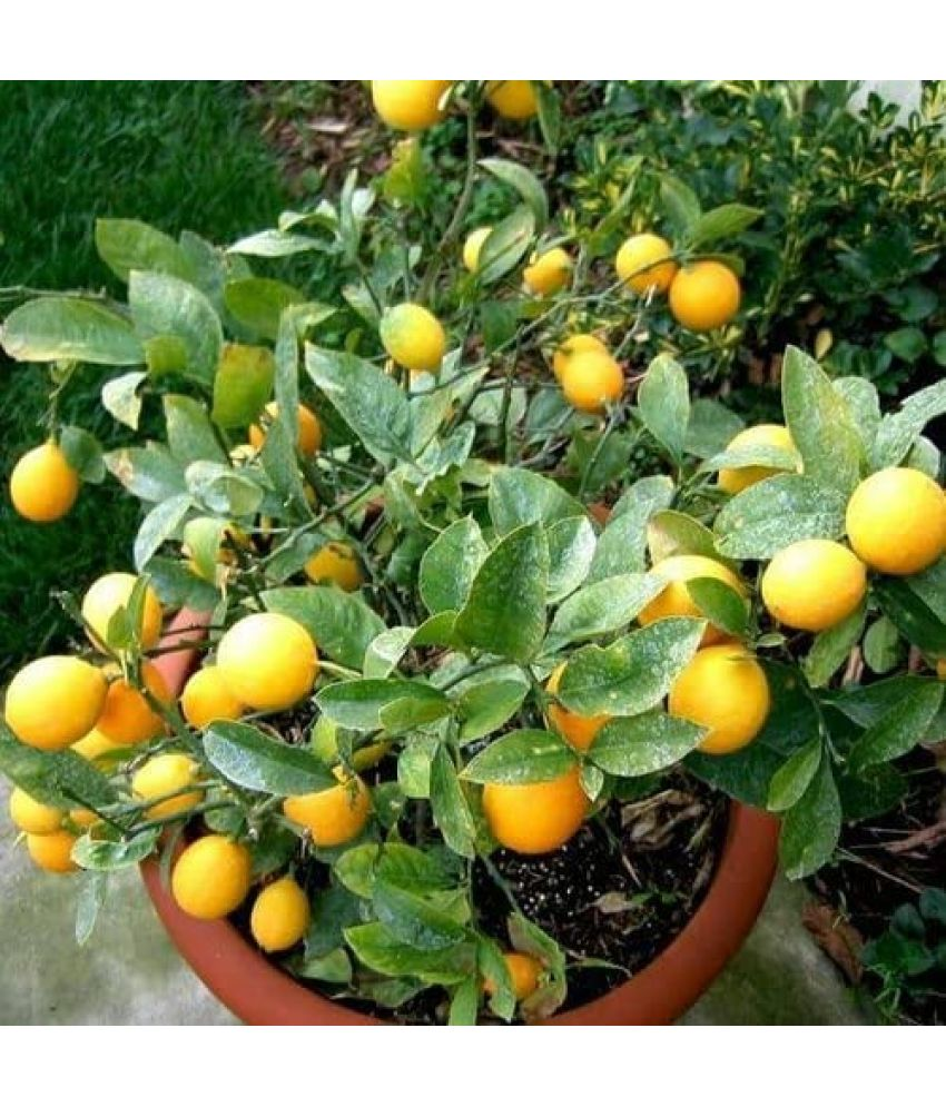     			Vedhahi Kagzi Lemon Fruit ( 30 Seeds )