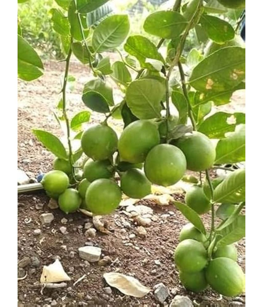     			Vedhahi Lemon Fruit ( 100 Seeds )