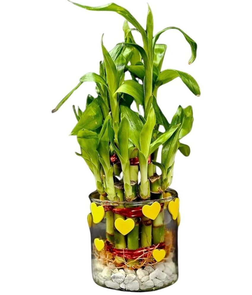     			R.R.V. International Indoor Bamboo Plant ( Pack of 1 )