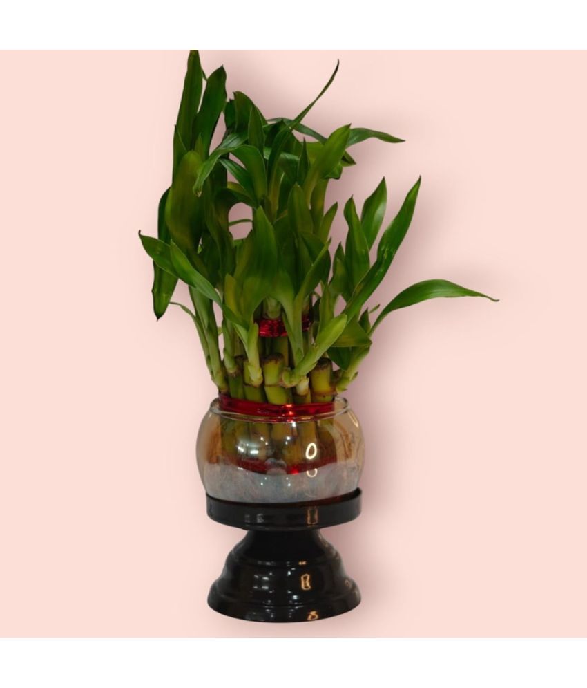     			R.R.V. International Indoor Bamboo Plant ( Pack of 1 )