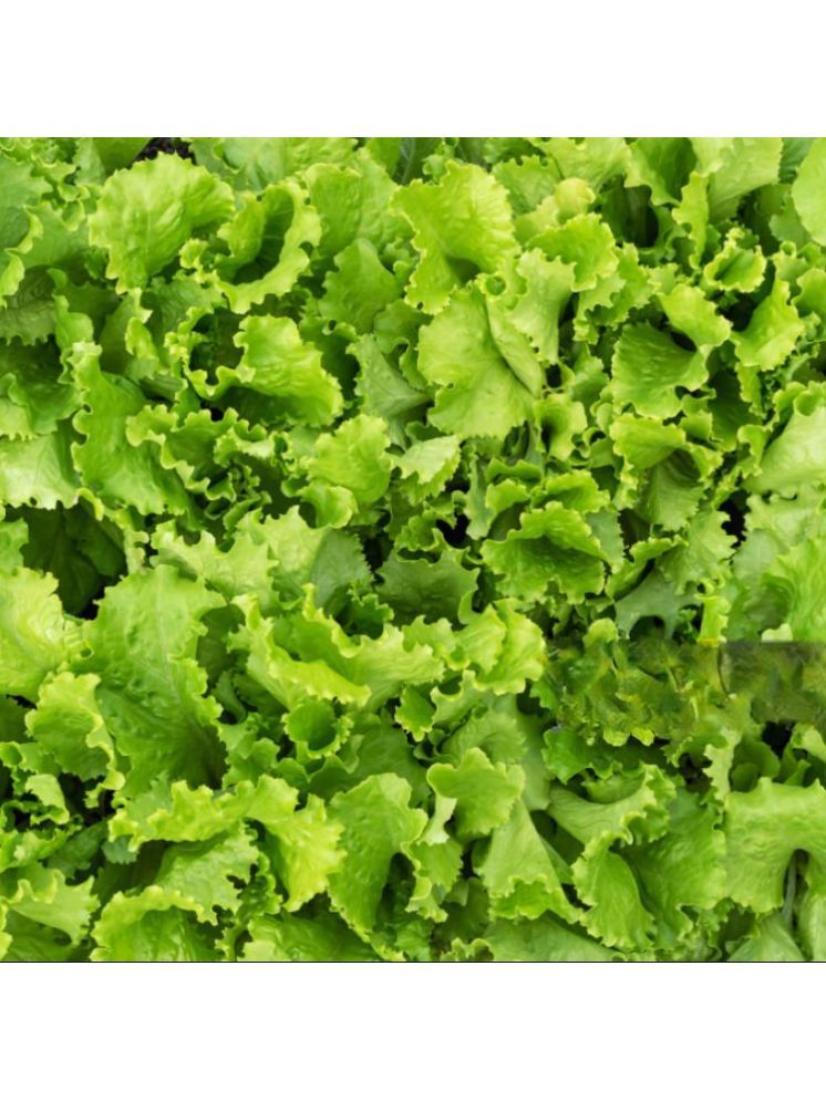     			Jignisha Seeds Hybrid Green Lettuce Vegetable ( 100 Seeds )