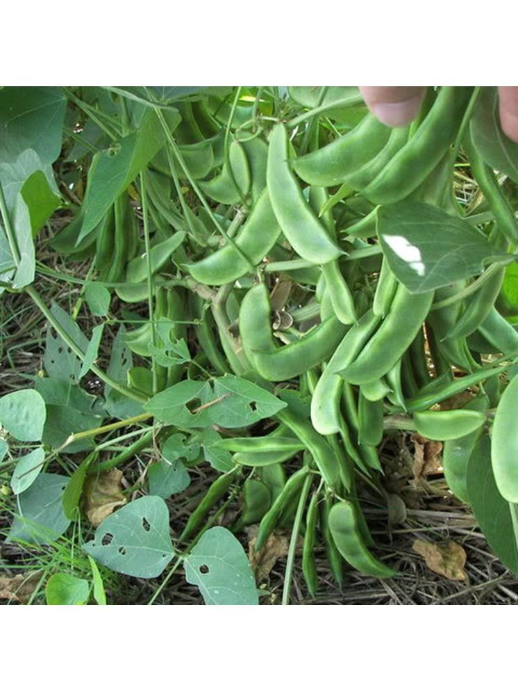     			Jignisha Seeds Hybrid Surti Papdi Vegetable ( 30 Seeds )