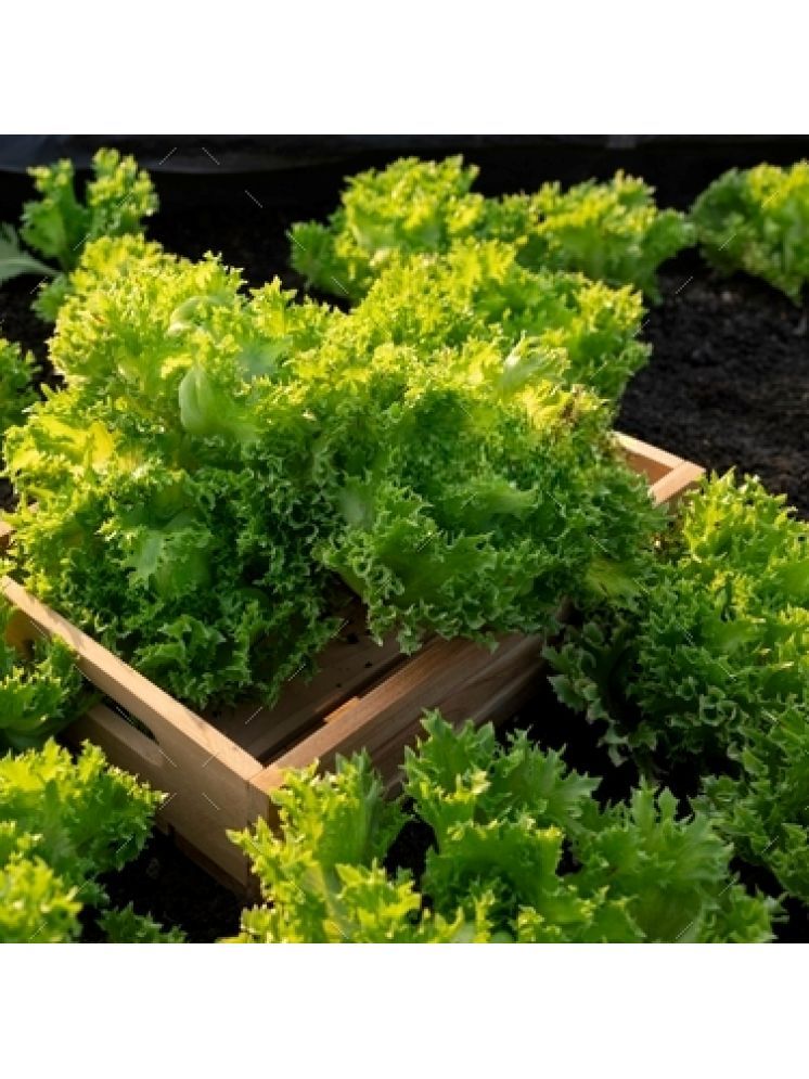     			Jignisha Seeds Organic Green Lettuce Vegetable ( 100 Seeds )