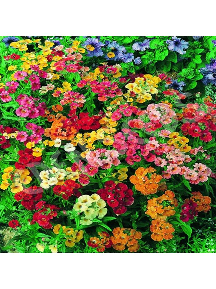     			PARTHVA SEEDS Nemesia Flower ( 150 Seeds )