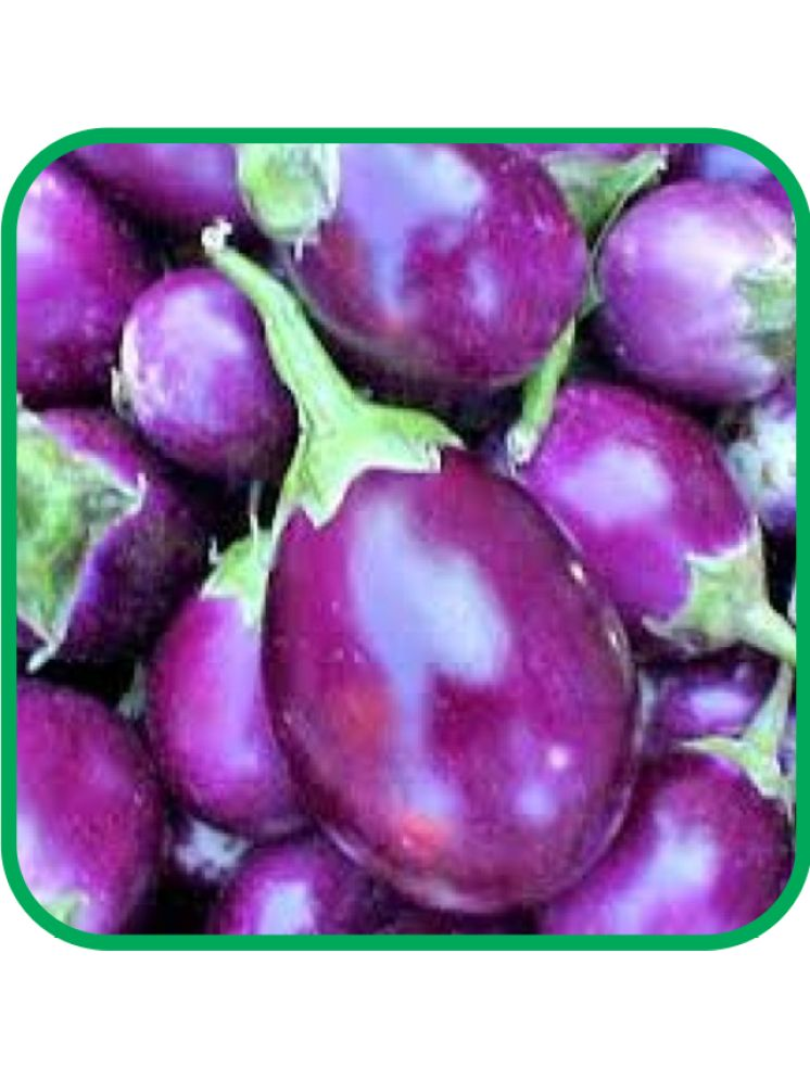     			Aero Seeds Brinjal Purple Round Pack of 50 Seeds