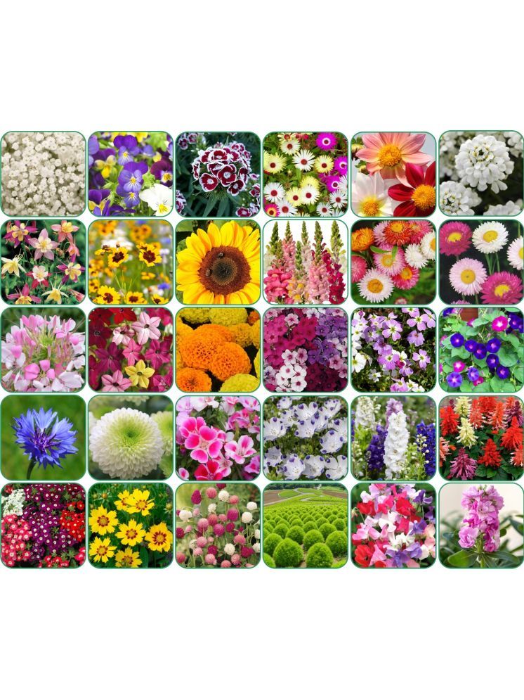     			Aero Seeds 30 variety Flower seeds combo pack with instruction manual.