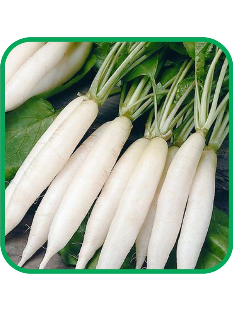     			Aero Seeds Radish White Long Pack of 50 Seeds