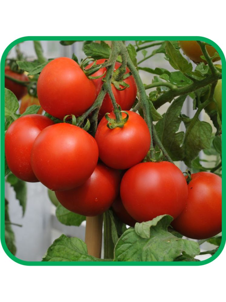     			Aero Seeds Tomato Pack of 200 Seeds