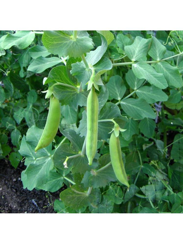     			Jignisha Seeds Hybrid Green Pea Vegetable ( 30 Seeds )