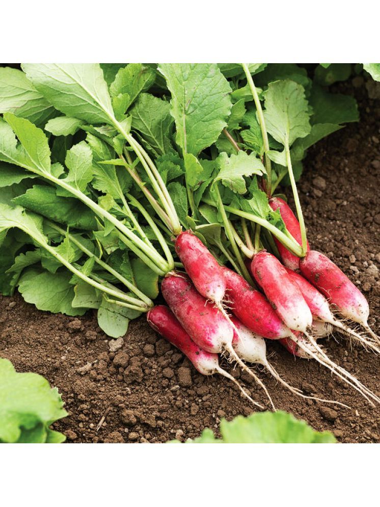     			Jignisha Seeds Hybrid Red Radish Vegetable ( 50 Seeds )