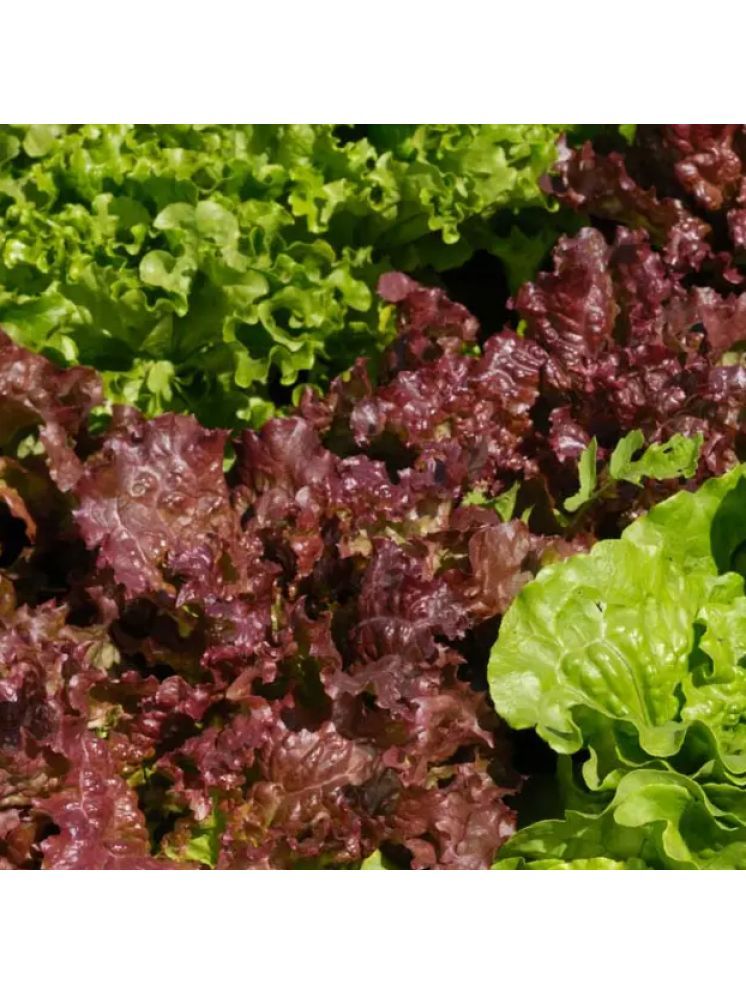     			Jignisha Seeds Organic Red Lettuce Vegetable ( 50 Seeds )