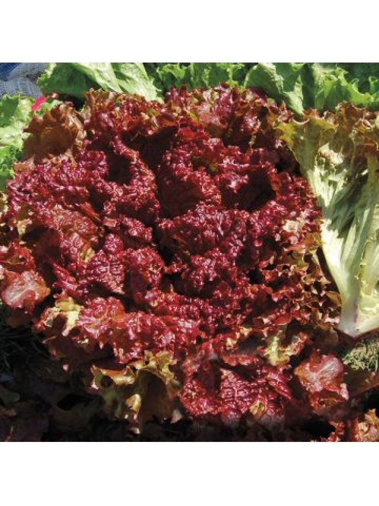     			Jignisha Seeds Organic Red Lettuce Vegetable ( 50 Seeds )