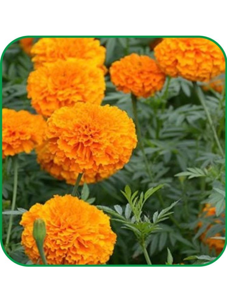     			Aero Seeds African marigold Flower ( 50 Seeds )