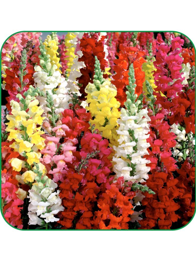     			Aero Seeds Antirrhinum majus Pack of 200 Seeds