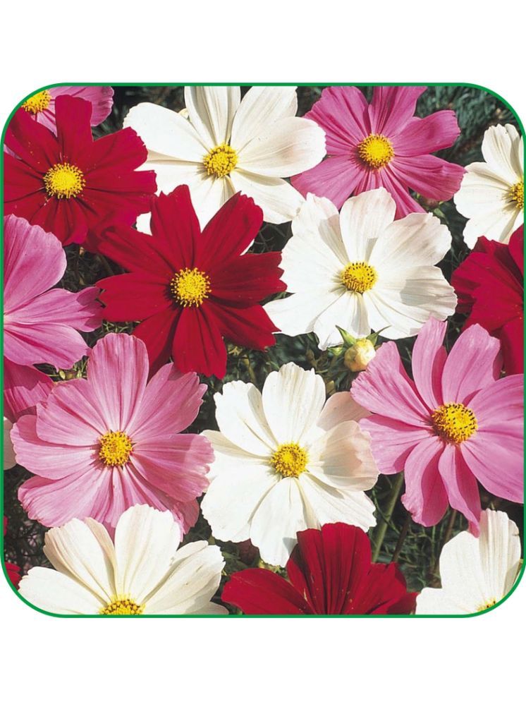     			Aero Seeds Cosmos Flower ( 50 Seeds )